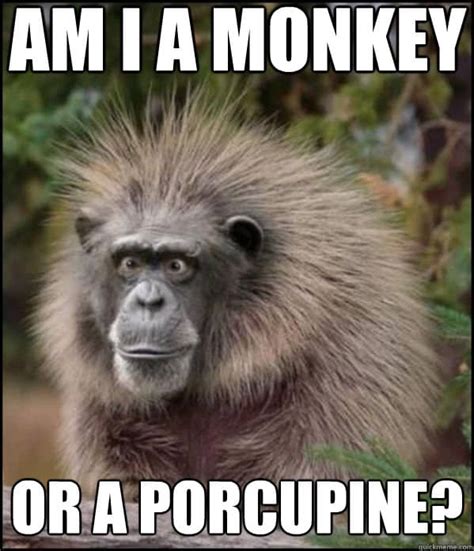 funny monkey memes|is that a monkey meme.